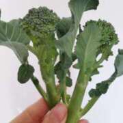 ひまわり おまけ収穫 熟女デリヘル倶楽部