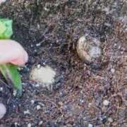 ヒメ日記 2025/12/18 15:21 投稿 ひまわり 熟女デリヘル倶楽部