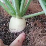 ヒメ日記 2025/12/20 07:51 投稿 ひまわり 熟女デリヘル倶楽部