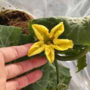 ヒメ日記 2025/12/23 08:50 投稿 ひまわり 熟女デリヘル倶楽部