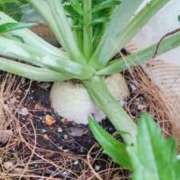 ヒメ日記 2025/12/26 08:16 投稿 ひまわり 熟女デリヘル倶楽部