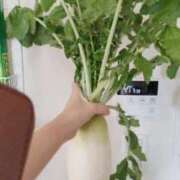 ヒメ日記 2025/12/30 09:53 投稿 ひまわり 熟女デリヘル倶楽部