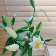 ヒメ日記 2025/12/30 15:39 投稿 ひまわり 熟女デリヘル倶楽部