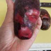 ヒメ日記 2025/12/30 16:16 投稿 ひまわり 熟女デリヘル倶楽部