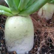 ヒメ日記 2026/01/02 14:19 投稿 ひまわり 熟女デリヘル倶楽部