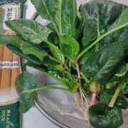 ヒメ日記 2026/01/20 17:36 投稿 ひまわり 熟女デリヘル倶楽部