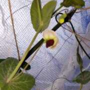 ヒメ日記 2026/02/13 17:22 投稿 ひまわり 熟女デリヘル倶楽部