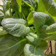 ひまわり 日々の変化が幸せを与えてくれる 熟女デリヘル倶楽部