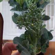 ヒメ日記 2026/02/17 09:24 投稿 ひまわり 熟女デリヘル倶楽部