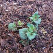 ヒメ日記 2026/02/27 11:55 投稿 ひまわり 熟女デリヘル倶楽部