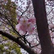 ヒメ日記 2026/02/27 14:59 投稿 ひまわり 熟女デリヘル倶楽部