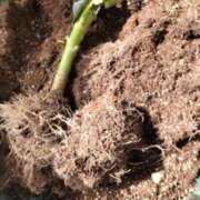 ヒメ日記 2026/03/01 12:02 投稿 ひまわり 熟女デリヘル倶楽部