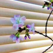 ヒメ日記 2026/03/05 07:33 投稿 ひまわり 熟女デリヘル倶楽部