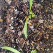 ヒメ日記 2026/03/07 10:09 投稿 ひまわり 熟女デリヘル倶楽部