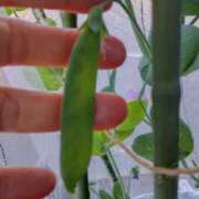 ヒメ日記 2026/03/08 07:15 投稿 ひまわり 熟女デリヘル倶楽部