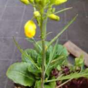 ヒメ日記 2026/03/13 08:49 投稿 ひまわり 熟女デリヘル倶楽部