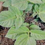 ヒメ日記 2026/03/16 12:49 投稿 ひまわり 熟女デリヘル倶楽部