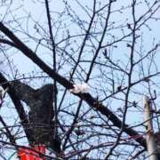 ヒメ日記 2026/03/17 13:16 投稿 ひまわり 熟女デリヘル倶楽部