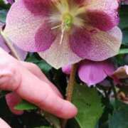 ヒメ日記 2026/03/18 15:02 投稿 ひまわり 熟女デリヘル倶楽部