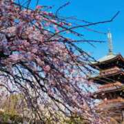 ヒメ日記 2026/03/22 11:40 投稿 ひまわり 熟女デリヘル倶楽部