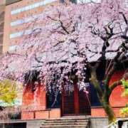 ヒメ日記 2026/03/23 13:09 投稿 ひまわり 熟女デリヘル倶楽部