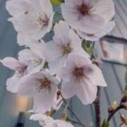 ヒメ日記 2026/03/28 17:49 投稿 ひまわり 熟女デリヘル倶楽部