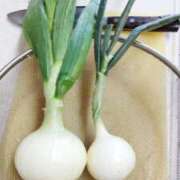 ひまわり 新玉ねぎ葉が倒れてたので収穫 熟女デリヘル倶楽部