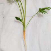 ヒメ日記 2026/04/09 08:43 投稿 ひまわり 熟女デリヘル倶楽部