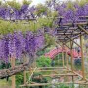 ひまわり 満開 熟女デリヘル倶楽部