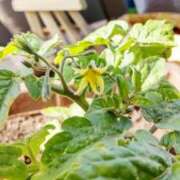 ヒメ日記 2026/04/19 08:28 投稿 ひまわり 熟女デリヘル倶楽部