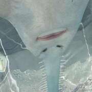 ヒメ日記 2025/01/19 16:32 投稿 べに 五反田アンジェリーク