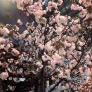 ヒメ日記 2025/04/14 07:38 投稿 べに 五反田アンジェリーク