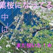 ヒメ日記 2025/04/15 16:11 投稿 べに 五反田アンジェリーク