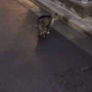 ヒメ日記 2025/06/17 20:14 投稿 べに 五反田アンジェリーク