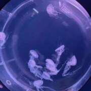 ヒメ日記 2025/09/06 23:14 投稿 りい ドM女学園大阪