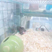 ヒメ日記 2025/07/19 23:43 投稿 まなつ 妄想倶楽部