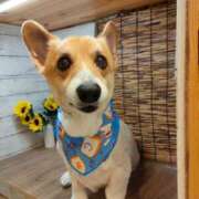 ヒメ日記 2025/09/08 16:44 投稿 藤堂 ひかる 白夜