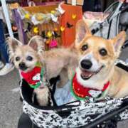 ヒメ日記 2026/02/02 22:54 投稿 藤堂 ひかる 白夜