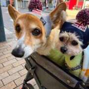 ヒメ日記 2026/02/17 23:17 投稿 藤堂 ひかる 白夜