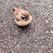 ヒメ日記 2025/05/21 17:26 投稿 紗友里 久留米デリヘルセンター