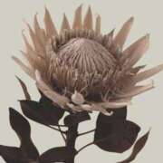 ヒメ日記 2025/04/18 16:42 投稿 りょう ファーストレディ(博多)