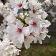 ヒメ日記 2026/04/01 18:02 投稿 りょう ファーストレディ(博多)