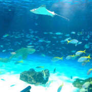 ヒメ日記 2025/08/06 21:28 投稿 ゆいか 土浦ハッピーマットパラダイス