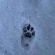 ヒメ日記 2025/03/16 06:16 投稿 ナツキ ラブコレクション