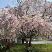 ヒメ日記 2025/04/19 18:48 投稿 足立 西川口デッドボール