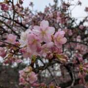 ヒメ日記 2025/03/14 14:30 投稿 ちい 熟女の風俗最終章 高崎店