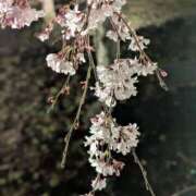 ヒメ日記 2025/04/03 22:08 投稿 ちい 熟女の風俗最終章 高崎店