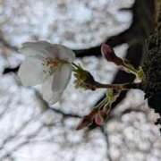 ヒメ日記 2025/04/06 14:28 投稿 ちい 熟女の風俗最終章 高崎店