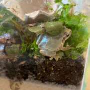 あや 昨日見つけた🐸⚠️ マリン宇都宮店