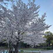 ヒメ日記 2026/04/05 13:22 投稿 あくあ 手コキ＆オナクラ 大阪はまちゃん 谷九店